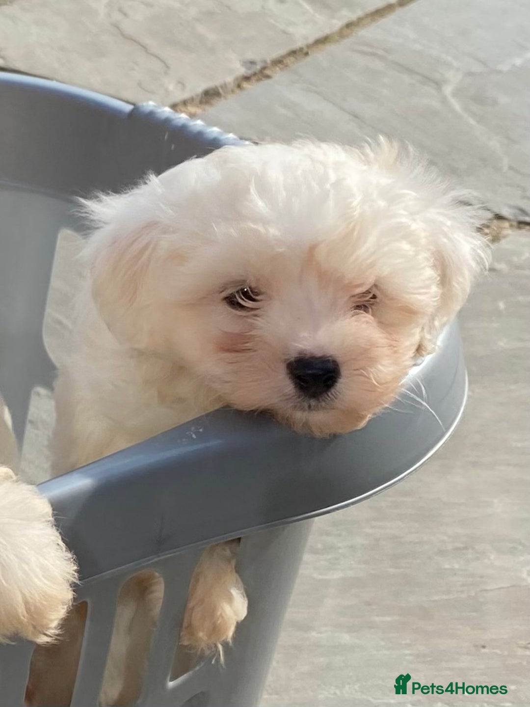 Maltipoo dogs for sale: Beautiful Maltipoo Puppies *Ready to leave* - Image 7