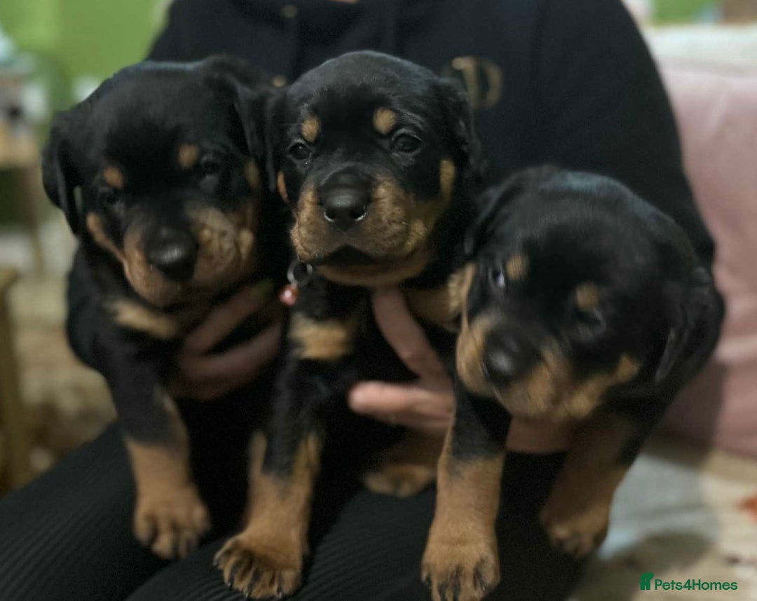 Rottweiler dogs for sale: Beautiful Rottweiler puppies  - Image 1
