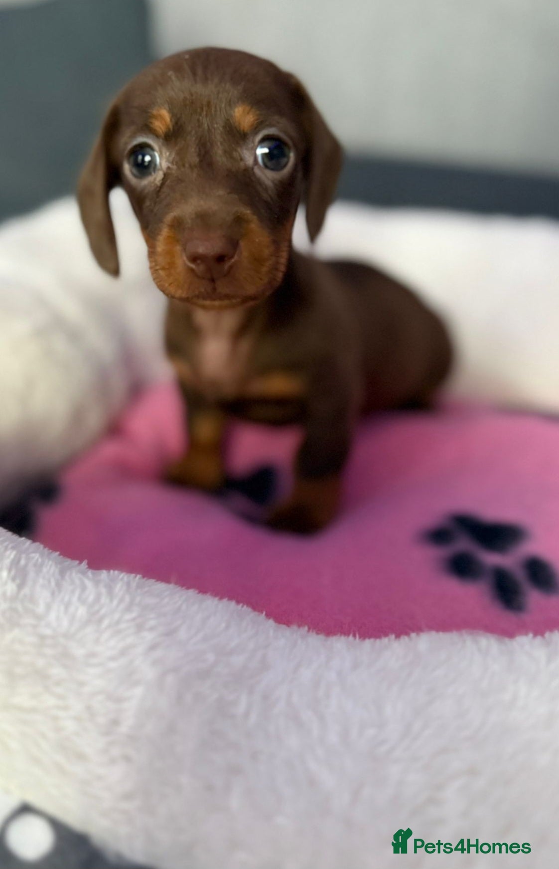 Dachshund dogs 2 gorgeous girls left available 🐶😊😍 - Advert 2