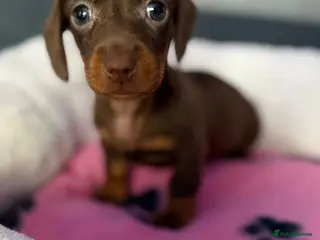 Dachshund dogs 2 gorgeous girls left available 🐶😊😍 - Advert 2