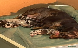 Miniature Dachshund dogs for sale: Beautiful Dolly - Image 7