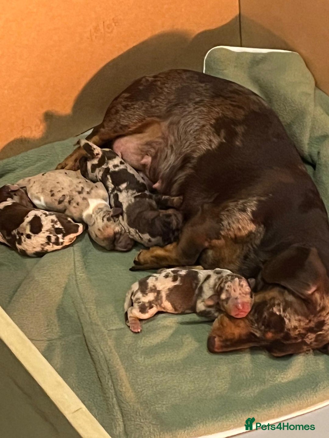 Miniature Dachshund dogs for sale: Beautiful Dolly - Image 7