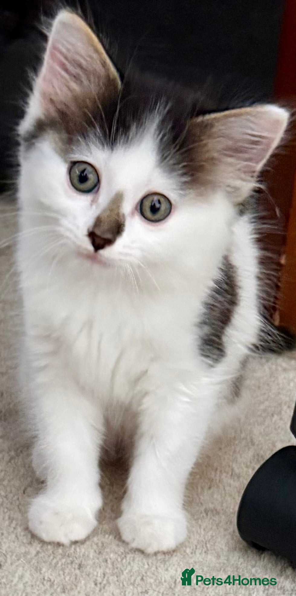 Mixed Breed cats Stunning 4 Tabby  Kittens Ready for Homes - Advert 2