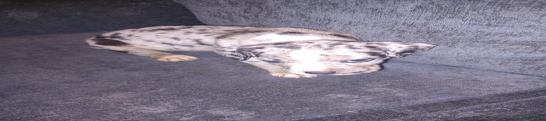 American Bulldog Puppy 2