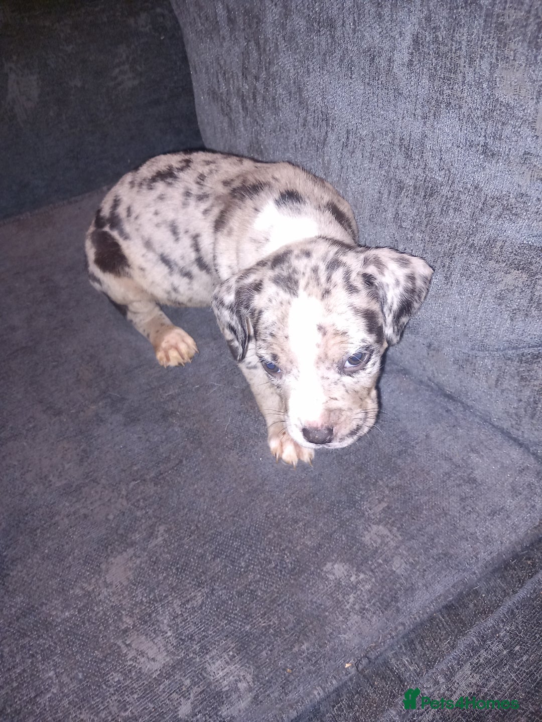 American Bulldog dogs for sale: Mr a FORD  - Advert 3