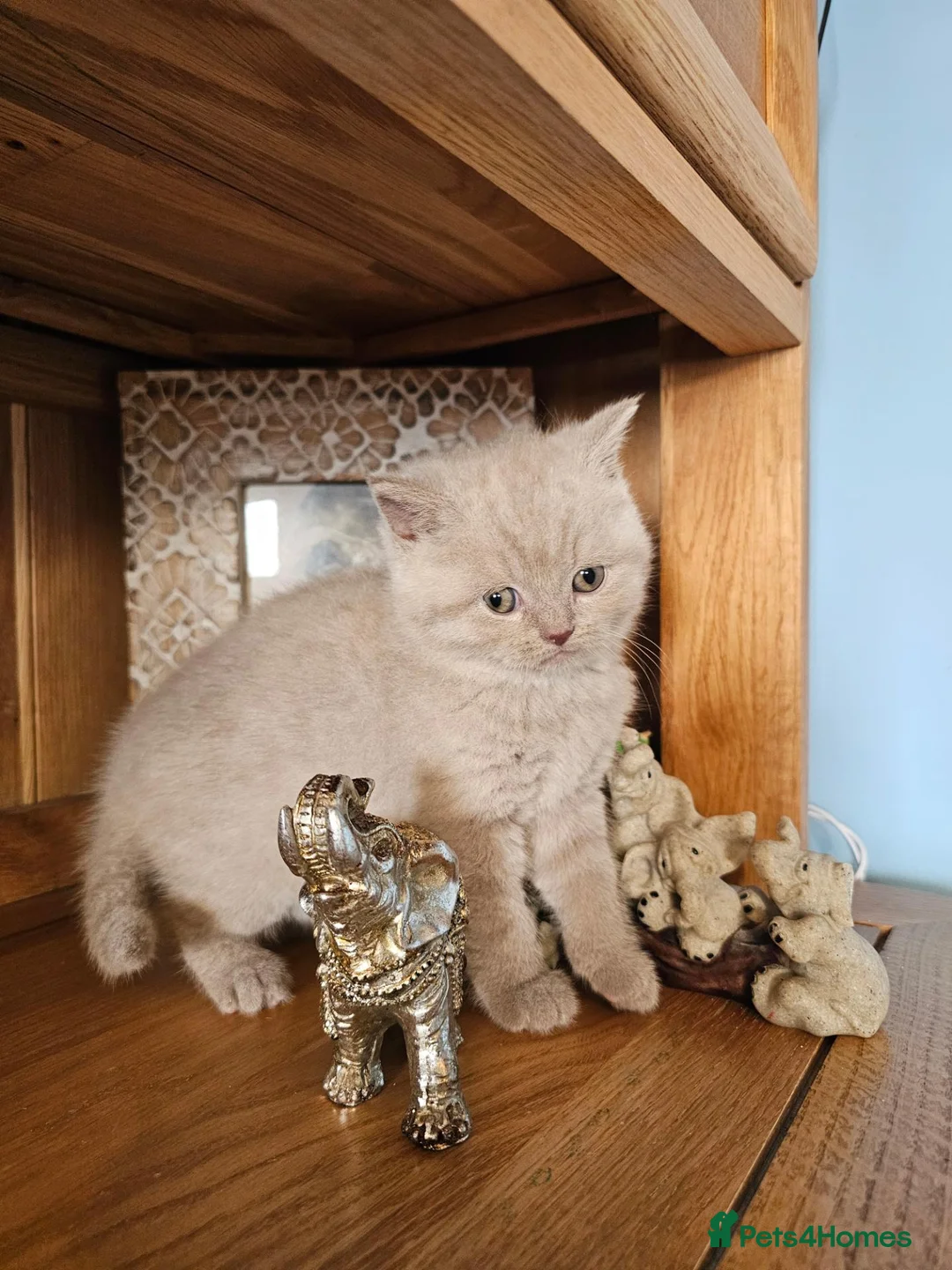 British Shorthair cats for sale: British shorthair kittens for reservations.  - Advert 2