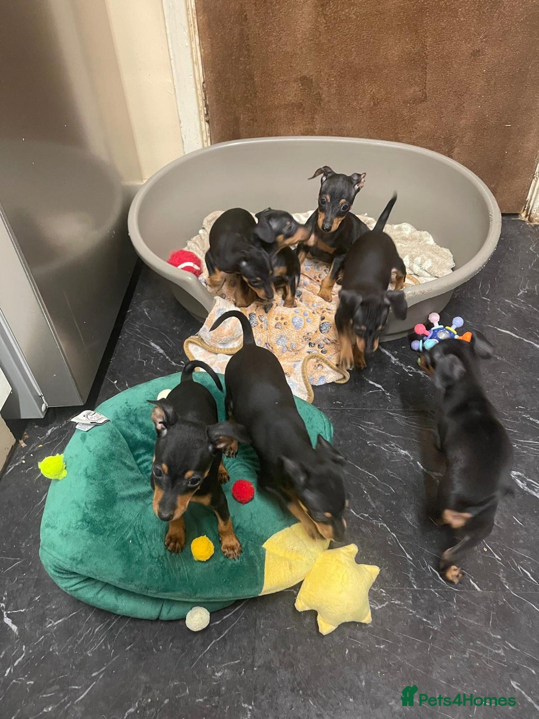 Miniature Pinscher dogs for sale: Beautiful Miniature Pinscher . - Advert 11
