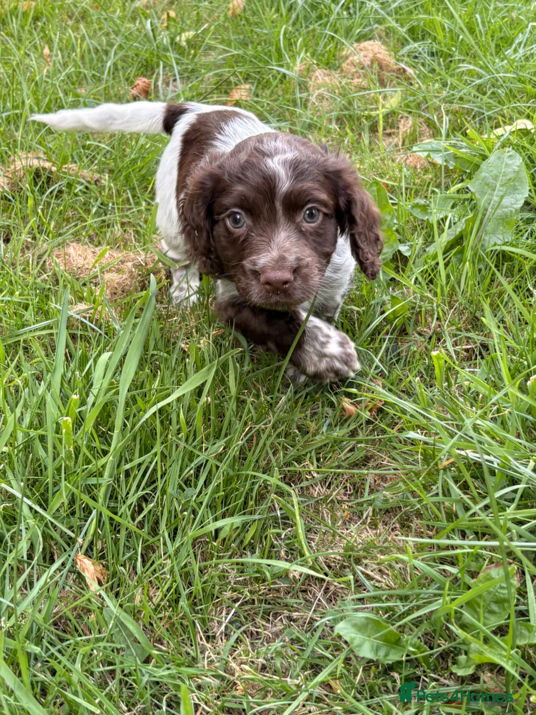 Cocker Spaniel dogs for sale: Working Cocker Spaniel.  - Advert 1
