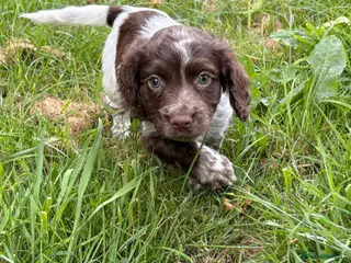 Cocker Spaniel dogs Working Cocker Spaniel. - Advert 1