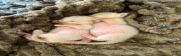 Siamese cats for sale: Siamese Kittens  Perfect  **  Edition in Chester - Advert 5