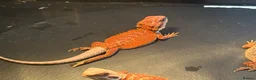Bearded Dragon reptiles for sale: 100% red monster bearded dragon babies🐉 - Advert 8