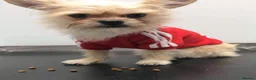 Mixed Breed dogs for sale: Hi im Archie, a Pugapoo cross chihuahua  - Advert 8