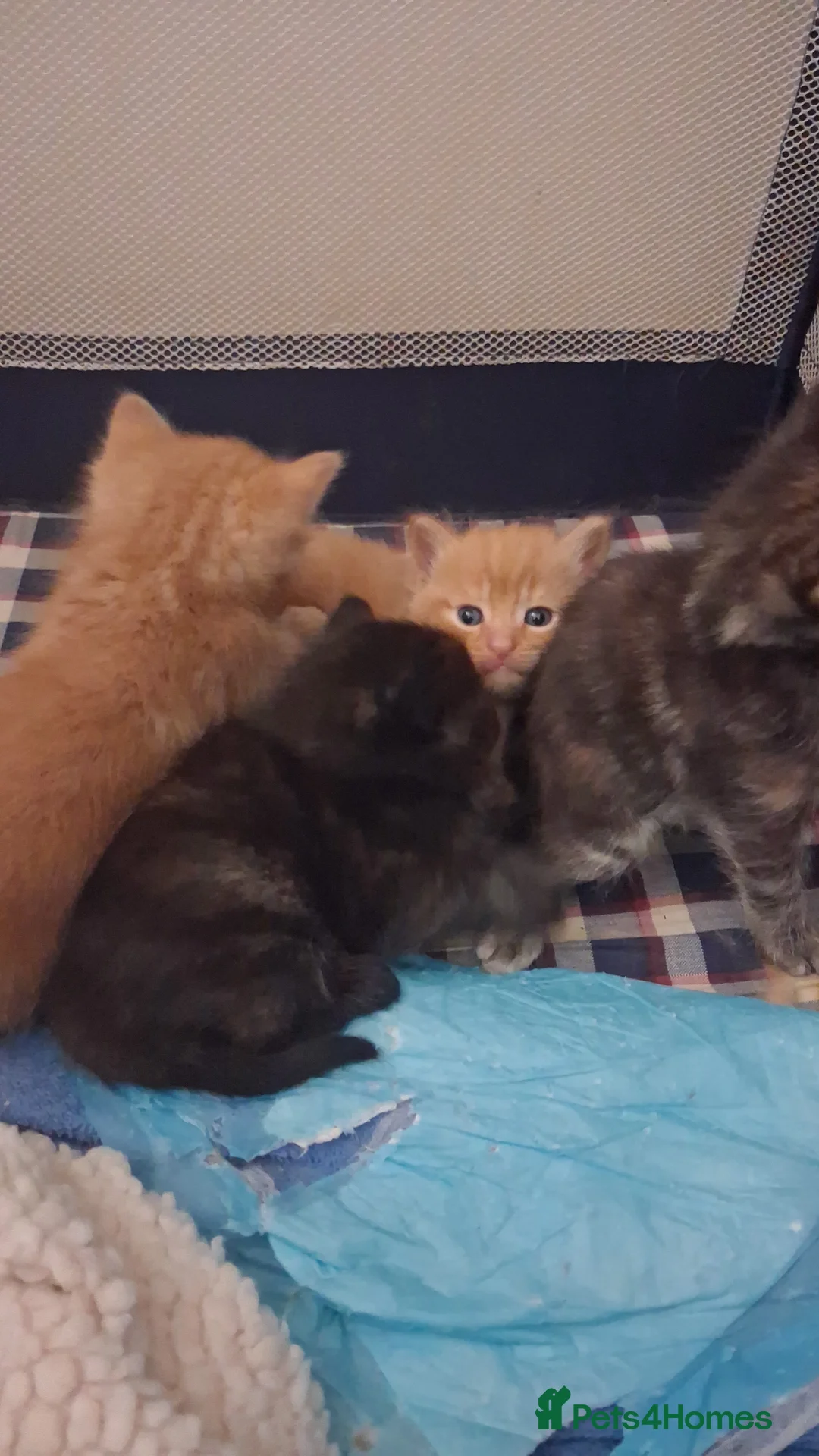 Mixed Breed cats for sale: Kittens  - Advert 5
