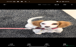 Cavapoo dogs for sale: Female cavalier puppy - Image 1