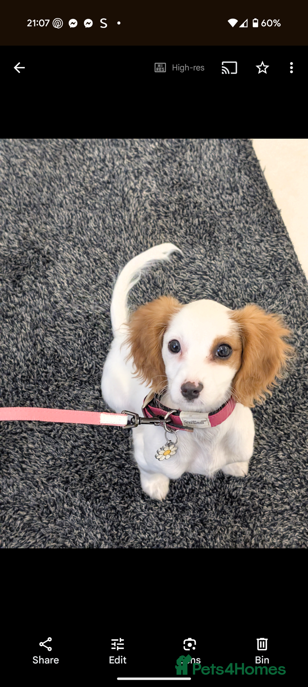 Cavapoo dogs for sale: Female cavalier puppy - Image 1