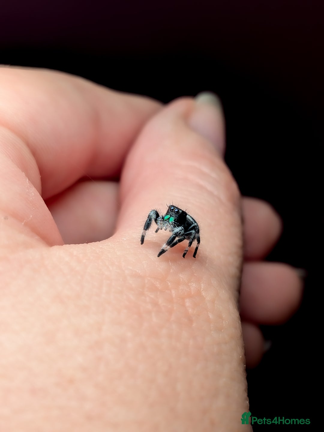 Spiders invertebrates for sale: i6 Phidippus Regius Bahamas male (randomly picked) - Image 3