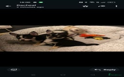 Chihuahua dogs for sale:  Quality KC stunning  tiny Chihuahua - Image 3