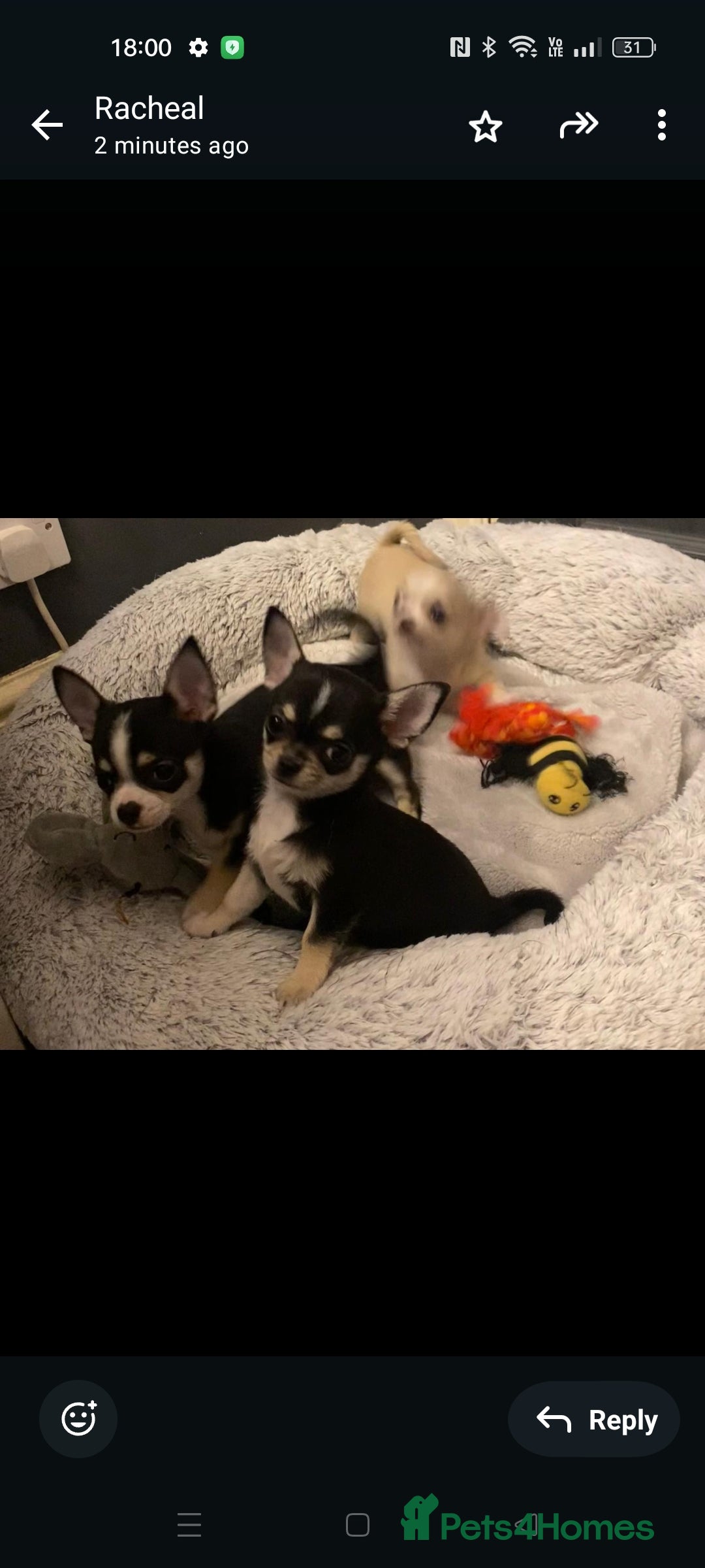Chihuahua dogs for sale:  Quality KC stunning  tiny Chihuahua - Image 3