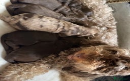 Cockapoo dogs for sale: Beautiful cockapoo  - Image 4