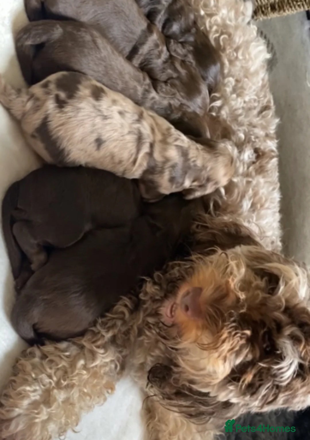 Cockapoo dogs for sale: Beautiful cockapoo  - Image 4