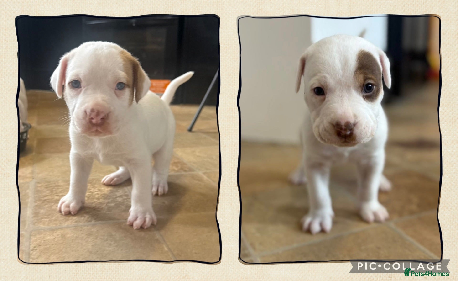American Bulldog dogs American Bulldog Puppies - Advert 2
