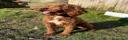 Miniature Poodle dogs for stud: EDDIE Red miniature poodle stud  in Blaydon-on-Tyne - Advert 11