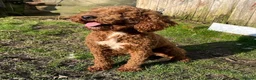 Miniature Poodle dogs for stud: EDDIE Red miniature poodle stud  in Blaydon-on-Tyne - Advert 11
