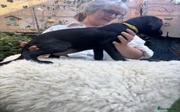 Mixed Breed dogs for sale: 3 Male, Black Labrador Cross puppies  - Image 12