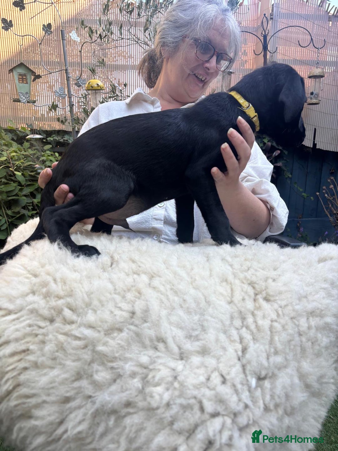 Mixed Breed dogs for sale: 3 Male, Black Labrador Cross puppies  - Image 12