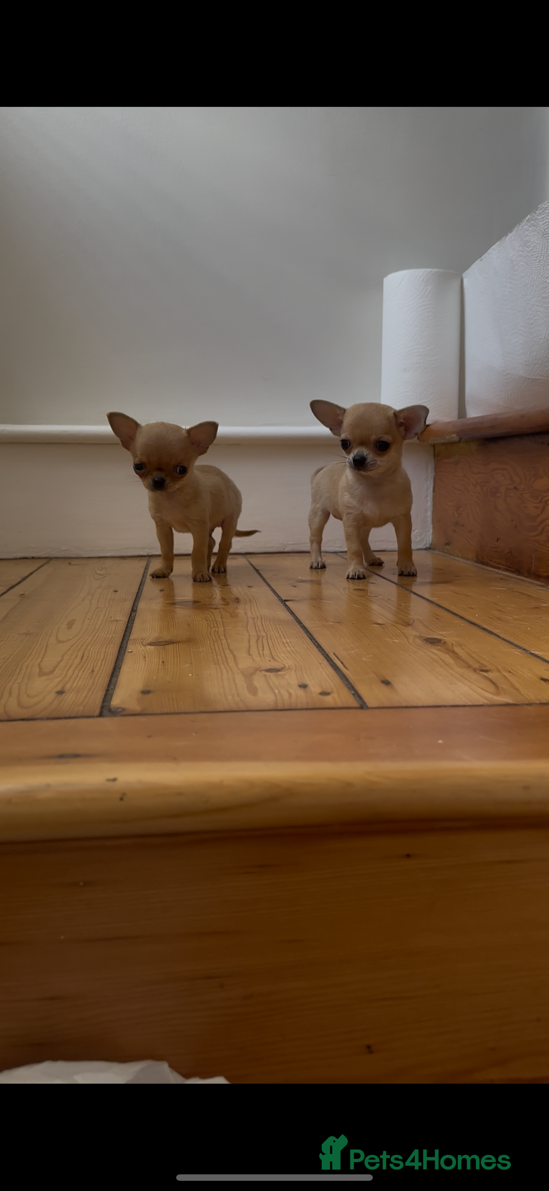 Chihuahua dogs for sale: ADORABLE SUPER TINY CHIHUAHUA PUPPIES - Image 16