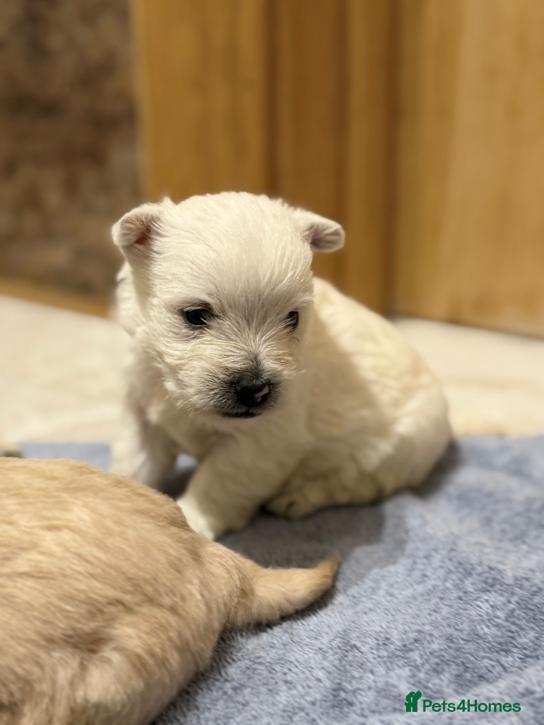 Mixed Breed dogs for sale: DNA Health tested Westie-poos  - Advert 4