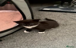 Domestic Shorthair cats for sale: Tabby and Tuxedo Kittens - Image 5