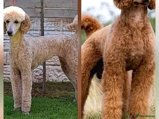 Standard Poodle dogs 🐩🐩🐾🐾WAITING LIST STANDARD POODLES🐾🐾🐩🐩 - Advert 5