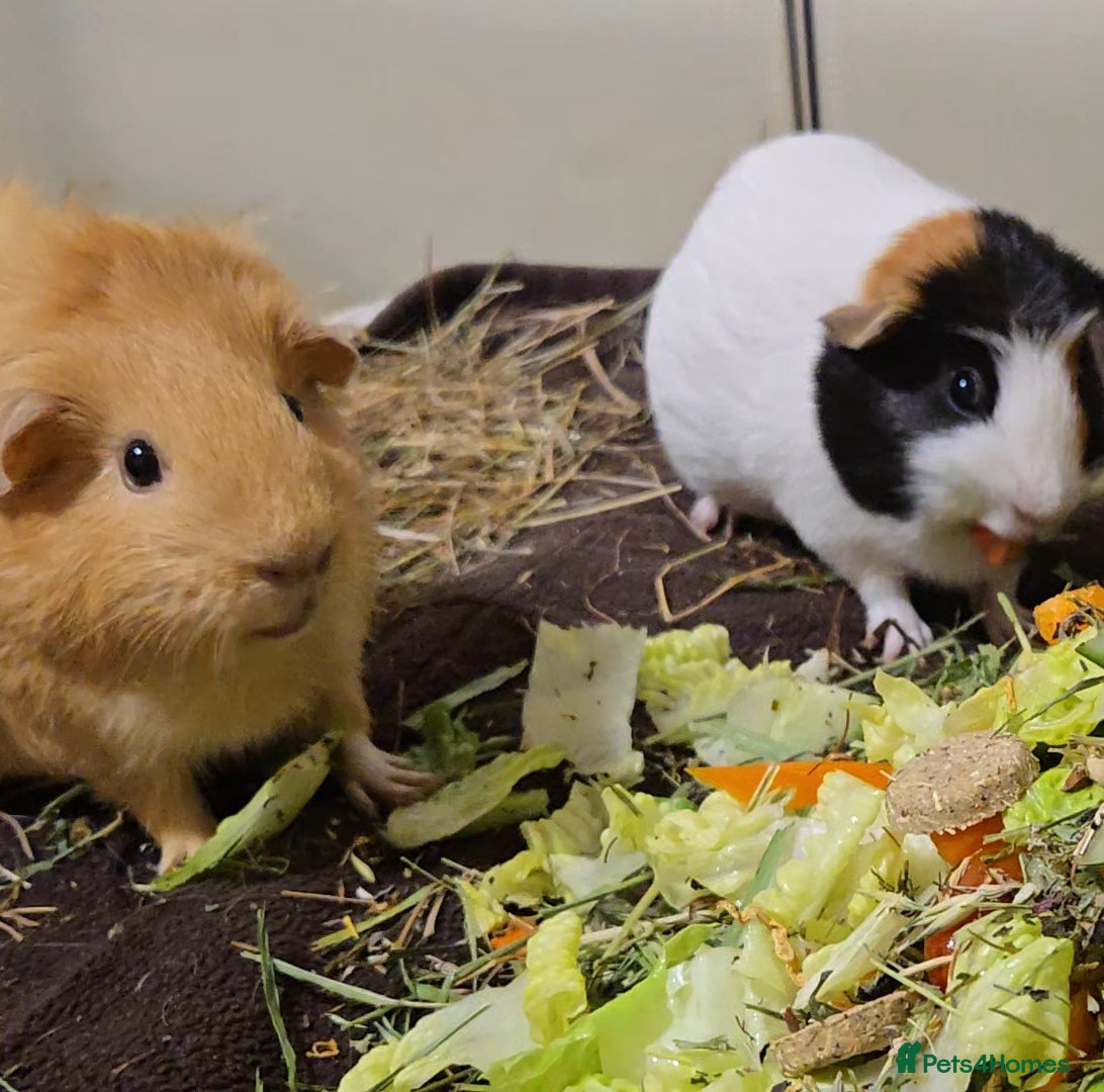 Guinea Pig rodents Two lovely sisters for rehome - Advert 2