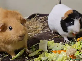 Guinea Pig rodents Two lovely sisters for rehome - Advert 2