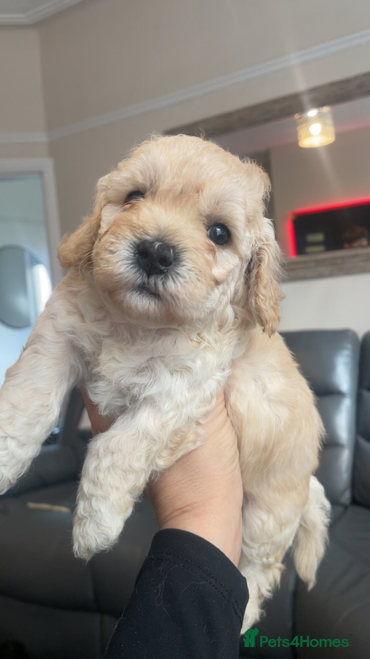 Poochon dogs for sale: Ready to leave NOW poochons🐶❤️ - Advert 34