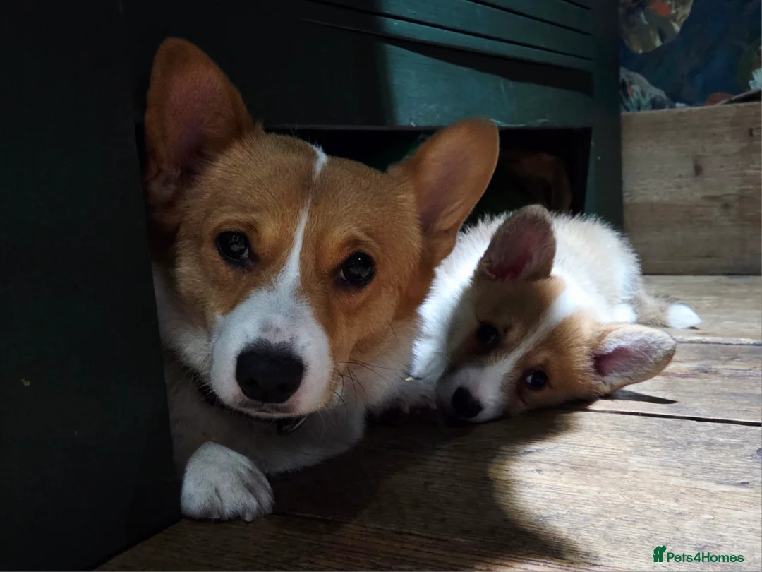 Welsh Corgi Pembroke dogs for sale: Stunning KC Registered Girl Dove Available.  - Advert 5