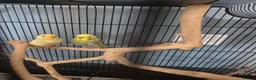 Budgerigars birds for sale: A pair of budgies  - Advert 1