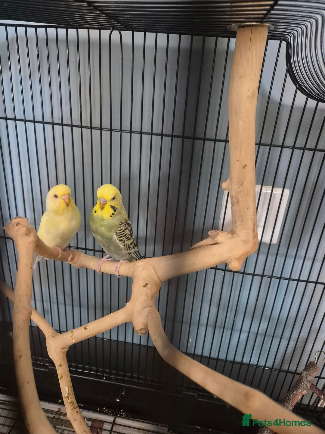 Budgerigars birds for sale: A pair of budgies  - Advert 1