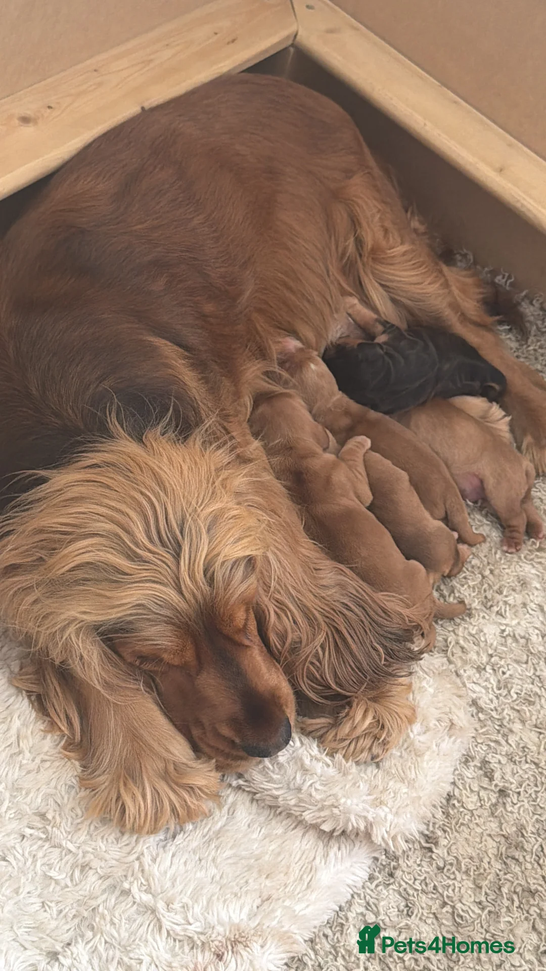 Cocker Spaniel dogs for sale: Champion Bloodline KC Show Cocker Spaniel Puppies  - Advert 2