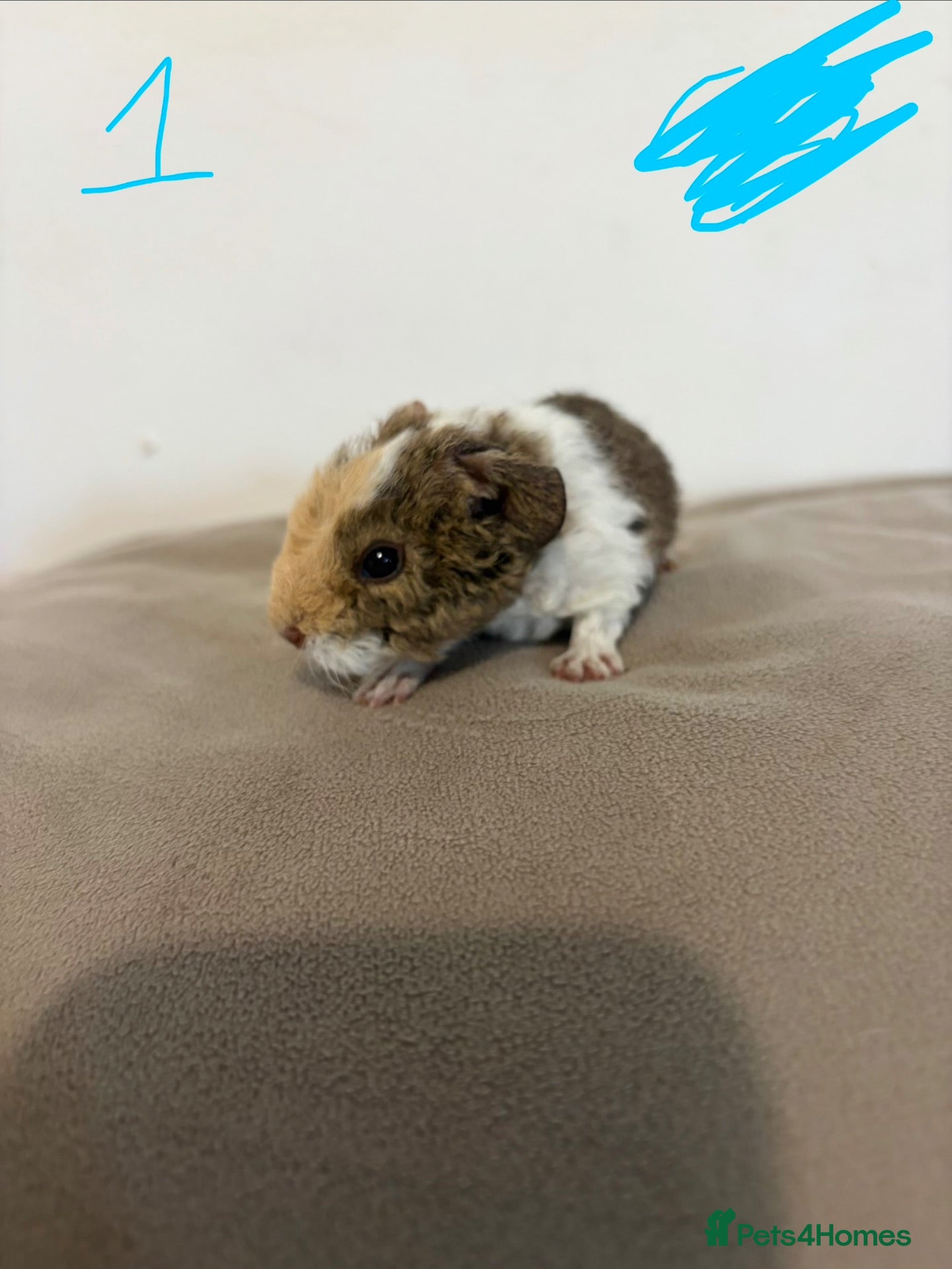 Guinea Pig rodents Teddy boar guinea pigs - Advert 1