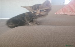 Mixed Breed cats for sale: From Our Loving Home to Yours - Image 1