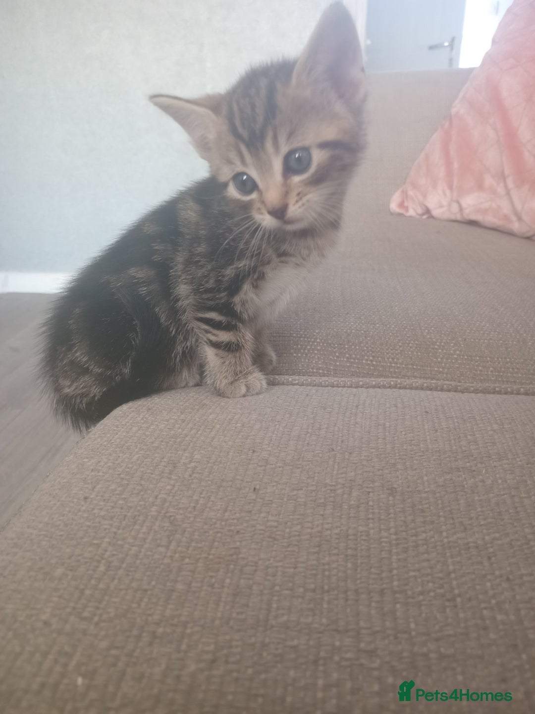 Mixed Breed cats for sale: From Our Loving Home to Yours - Image 1