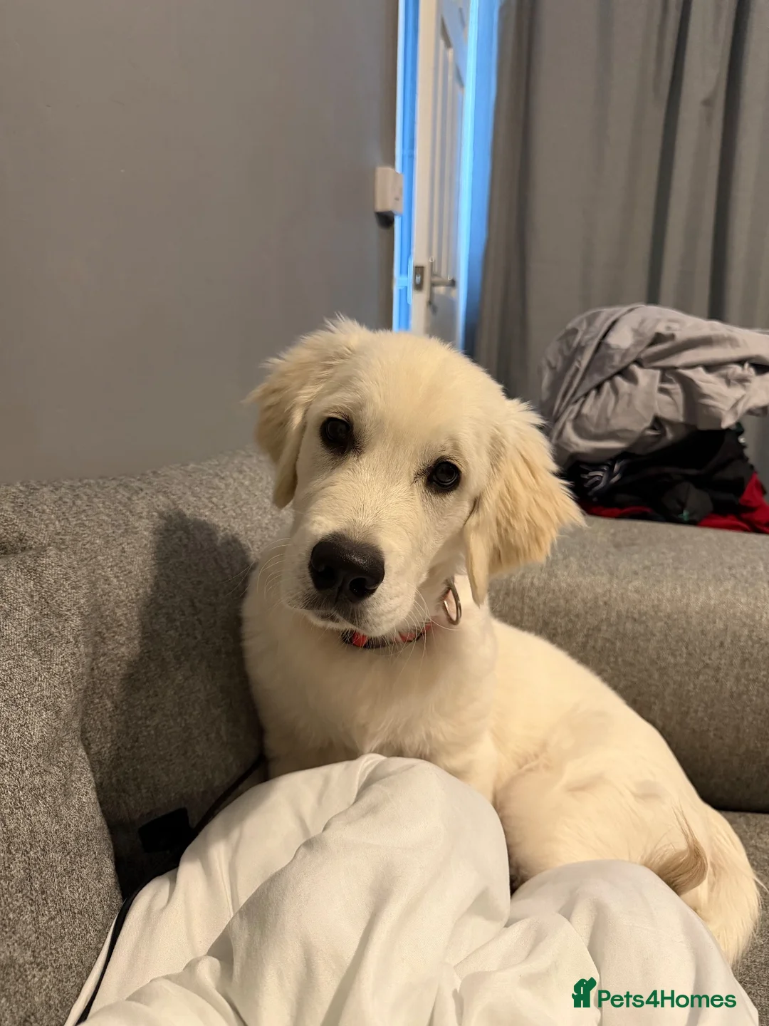 Golden Retriever dogs for sale: Cooper  in Bridgend - Advert 2