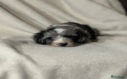 Cavapoo dogs for sale: Gorgeous Cavapoo Puppies  - Image 5