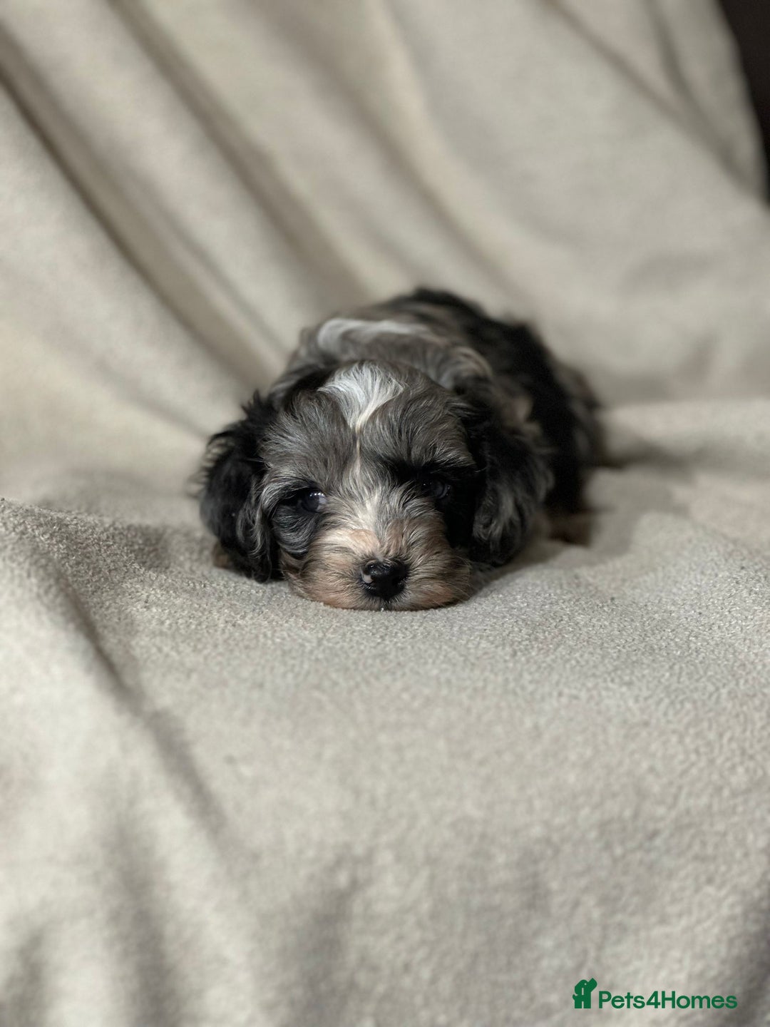 Cavapoo dogs for sale: Gorgeous Cavapoo Puppies  - Image 5