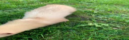 Ferret rodents for sale: Micro Ferrets  - Advert 12