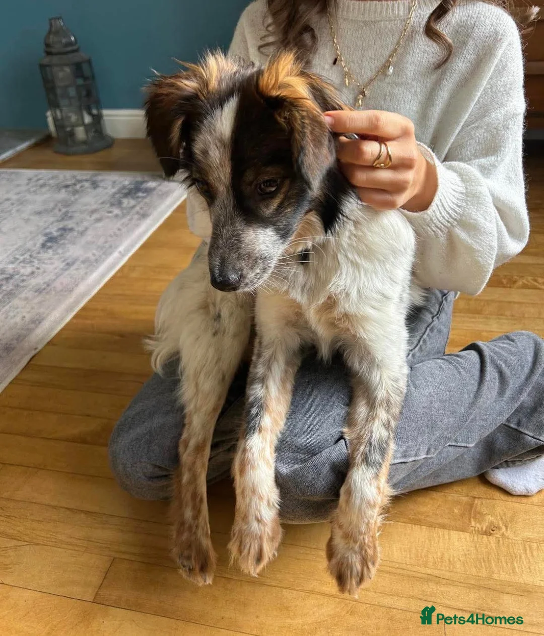 Mixed Breed dogs for adoption: Rescue Chance is looking for his “chance” - Advert 5