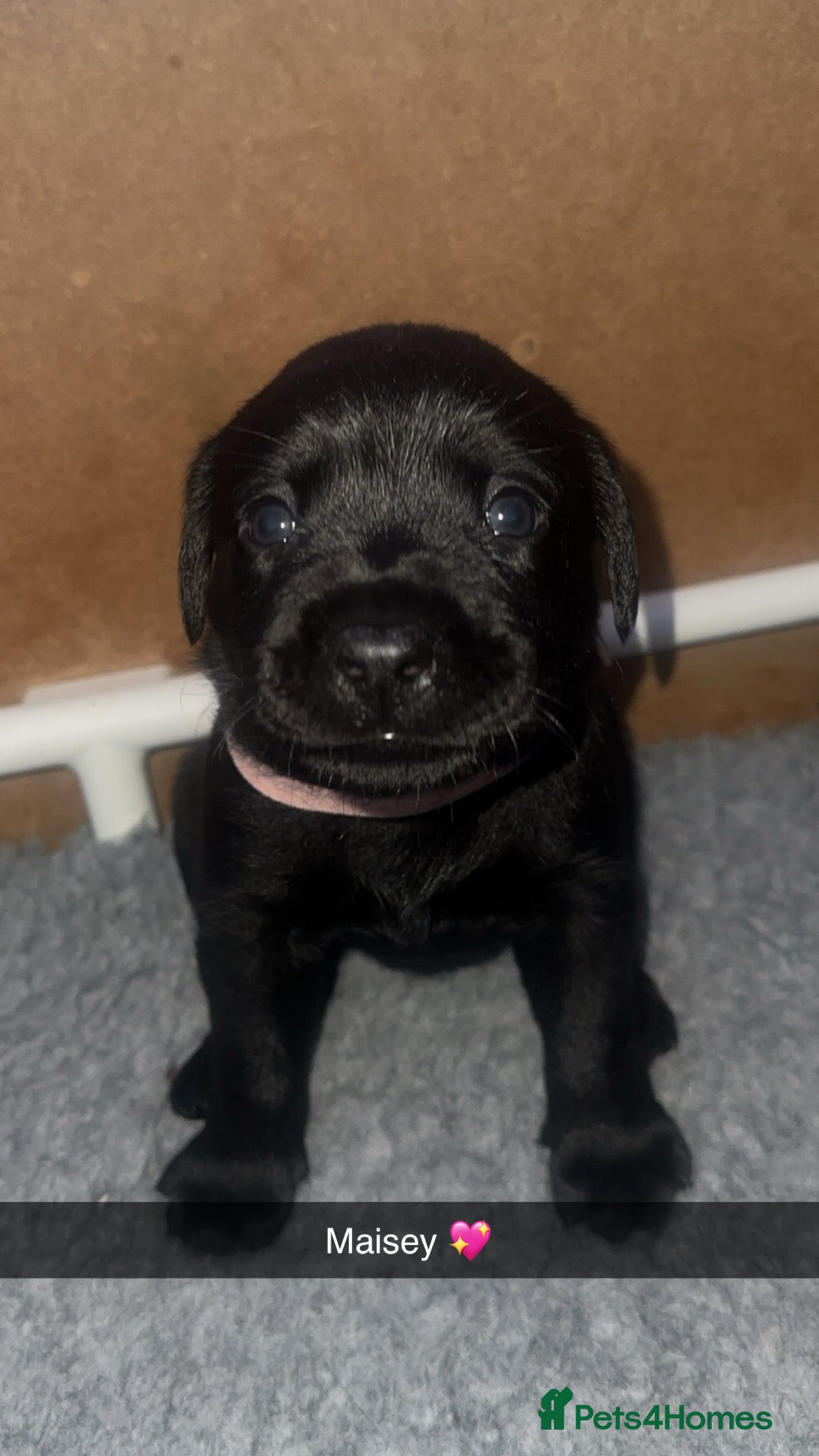 Labrador Retriever dogs Beautiful KC Labradors  - Advert 12