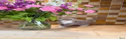 British Shorthair cats for sale: Full Pedigree/Registered BSH from £995 - Advert 24